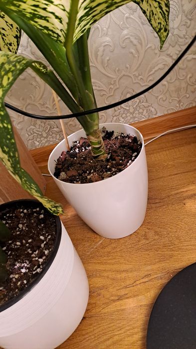 Продам диффенбахию Вайт Этна