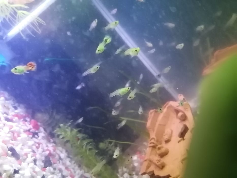 Гуппи и криветки.
