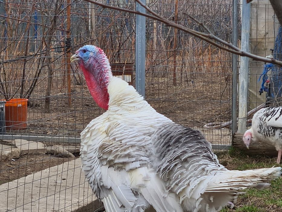 Curci Royal Palm Albastru