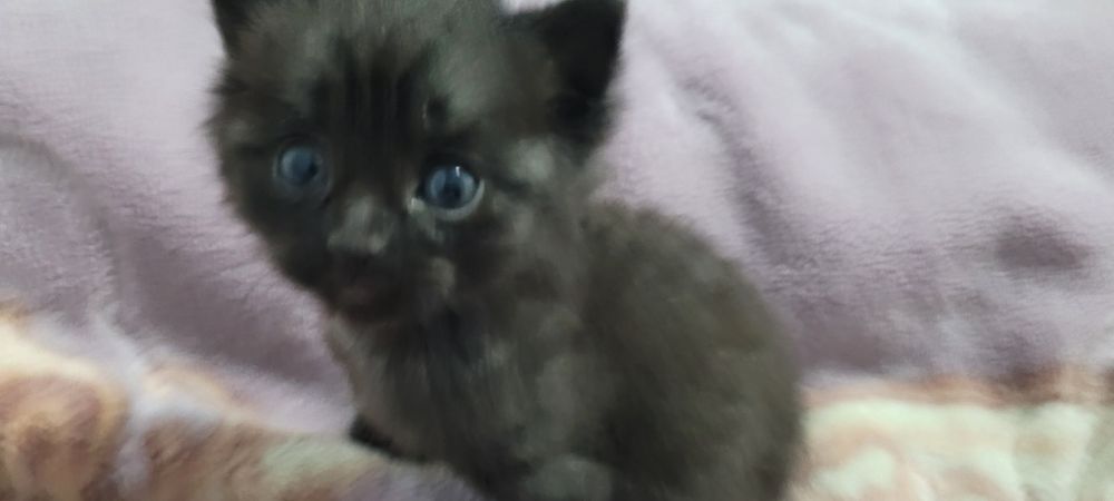 Очаровательный котёнок ищет хозяев