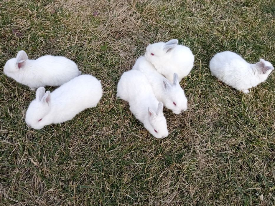 Quyon bolachalari sotiladi