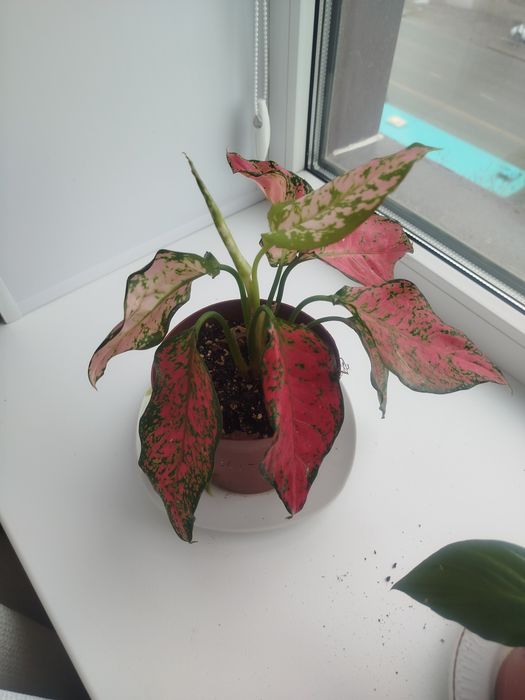 Гүлдер сатылымда,