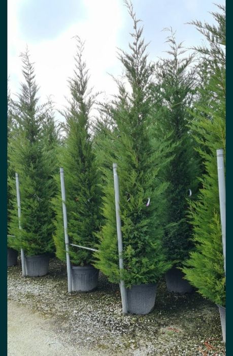 Plante ornamentale de gradina