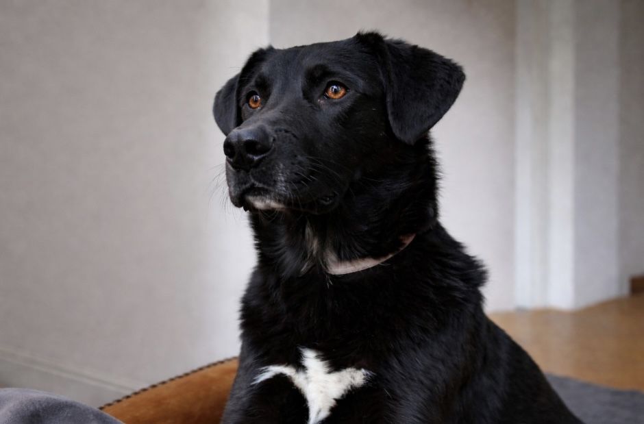 Граф — спокойствие в доме, порядок во дворе