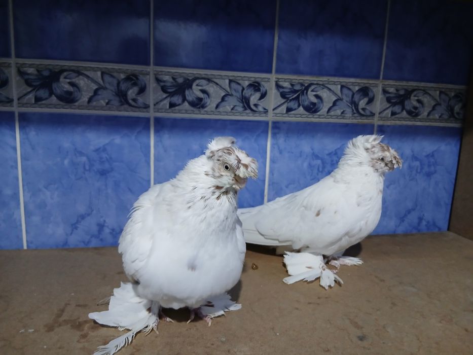 Продам пара гулбадам