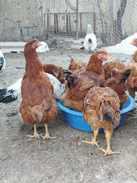 Семейства индоутки 5+1 и 10 штук петушки