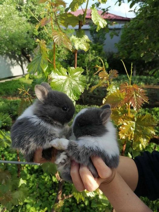 Nederlandskiy karlik quyon bolalari sotiladi