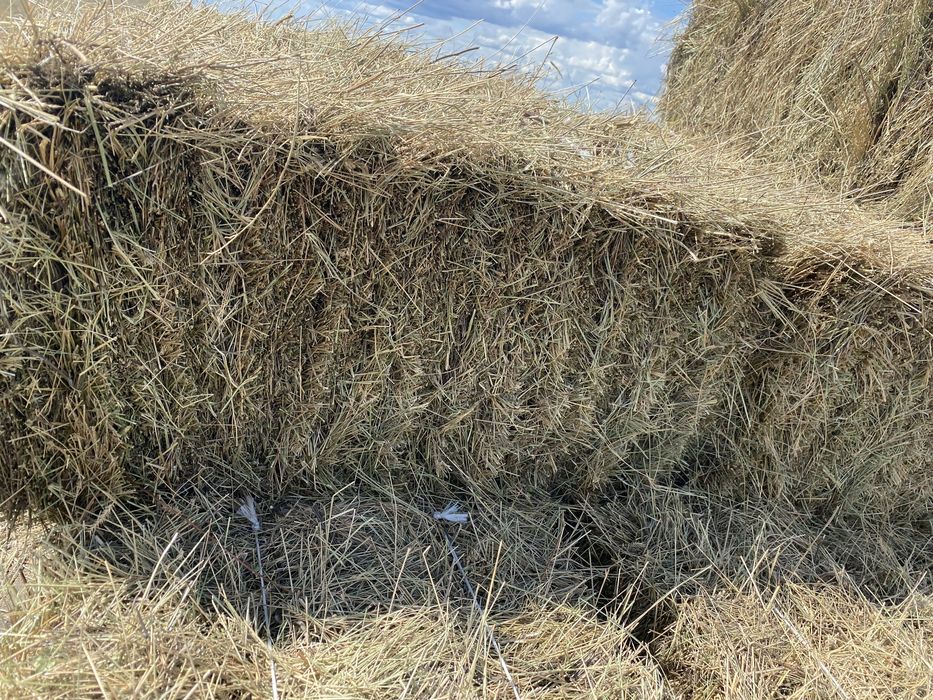 Продам сено в тюках и в рулонах