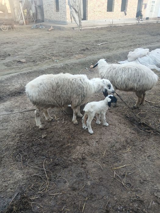 Qazoqi  ona bola qoʻy.