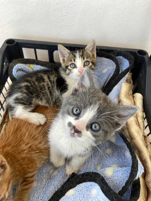 Котенца в добри ръцета! БЕЗПЛАТНО!!!