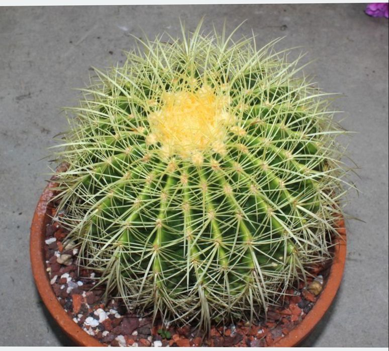 Фикус лирата бамбино