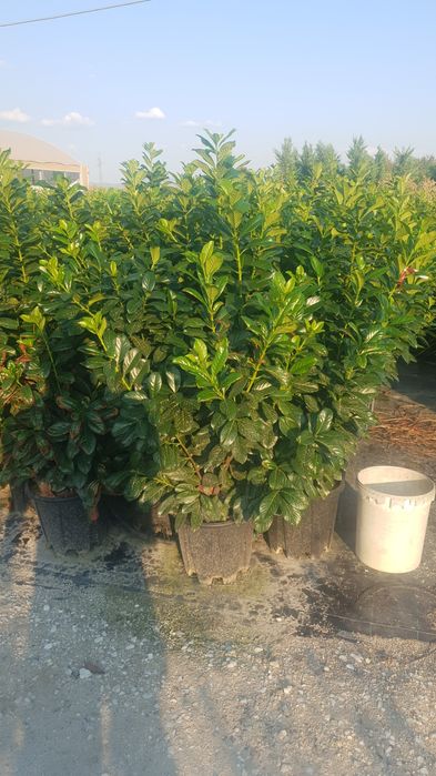 Prunus lauroceras mai multe dimensiuni