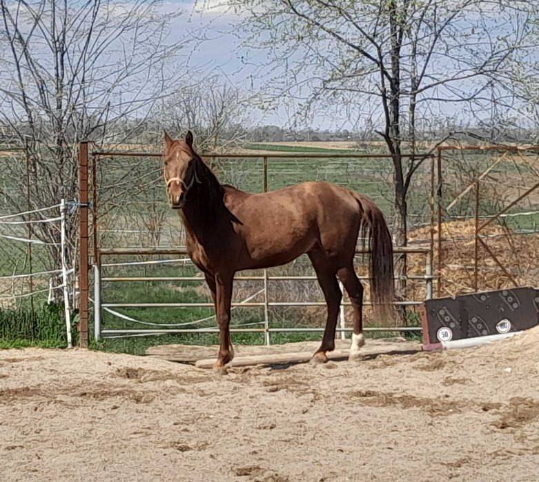 Pur sange arab armasar