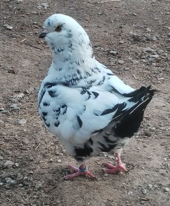 Mascul King și rotați!
