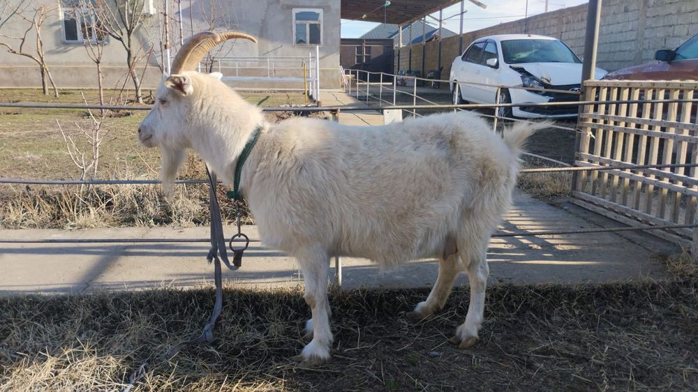 Екі ак буаз ешкі