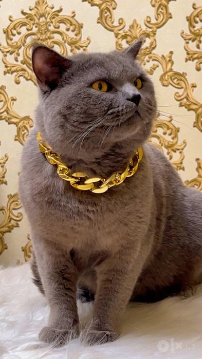 Вязка Британский кот.