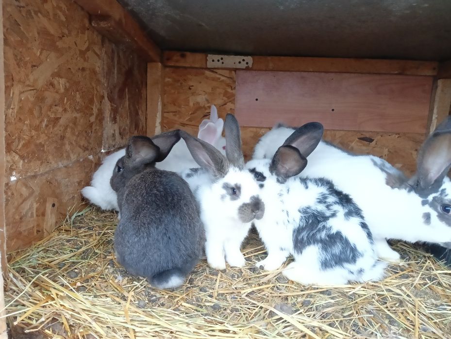 De vânzare  3 pui de iepuri