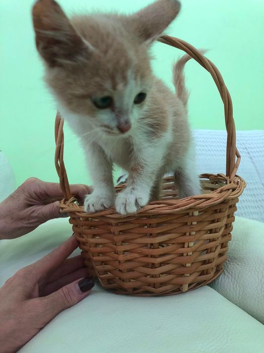 Котёнок в добрые руки