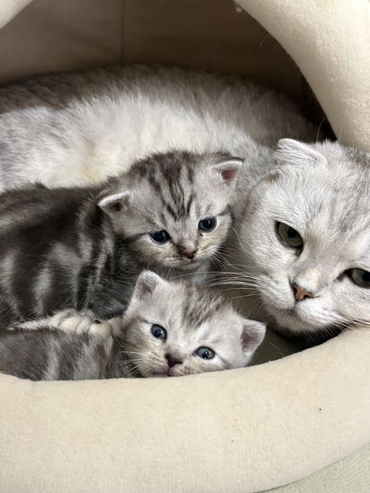 Продам котят. Осталась 2 девочки