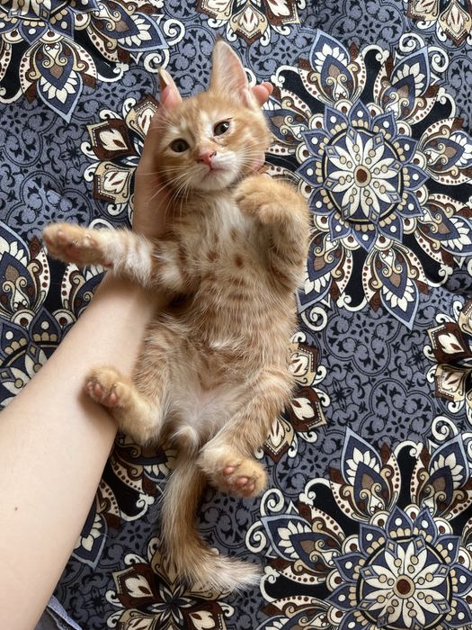 Пристраиваются котята