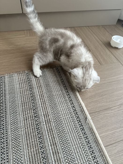 Продается котик шотланский вислоуха