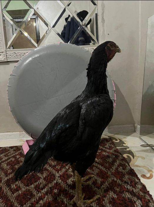 Чистоган даканка на продажу