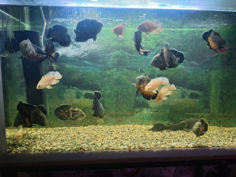 Астранатус сатылады