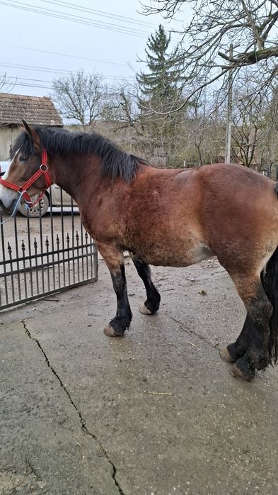 Vând iapă de 4 ani