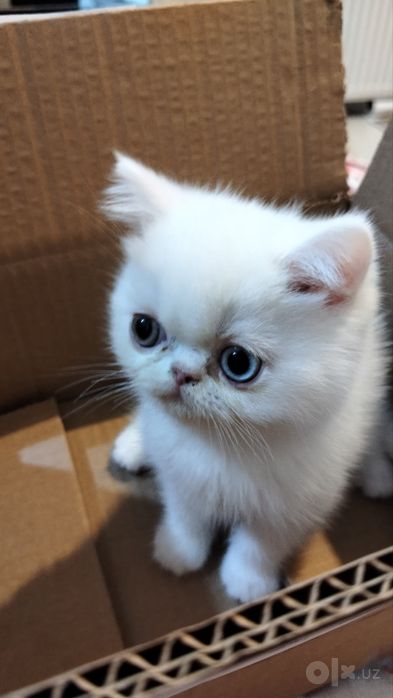 Котик экзот вязка