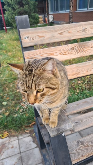 Кот найден! Срочно