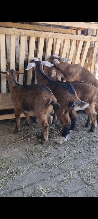 Iezi si ieduțe din capre Alpine  montate  cu Anglo Naubian