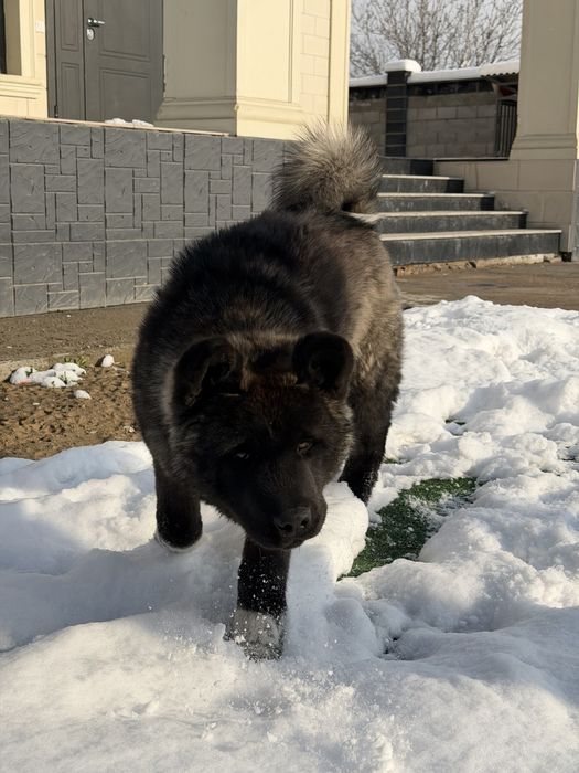 Американская акита