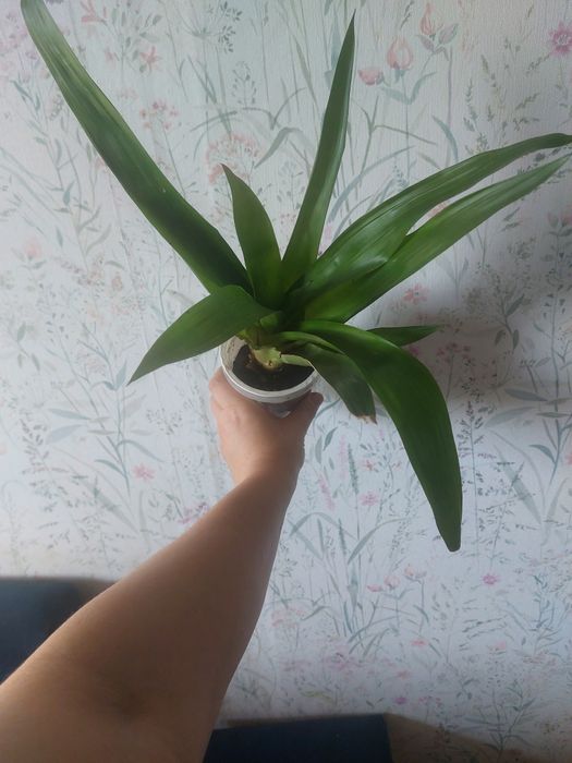 Комнатные цветы разные