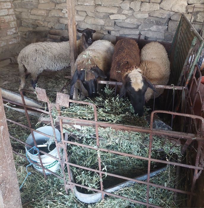 Продавам овце...