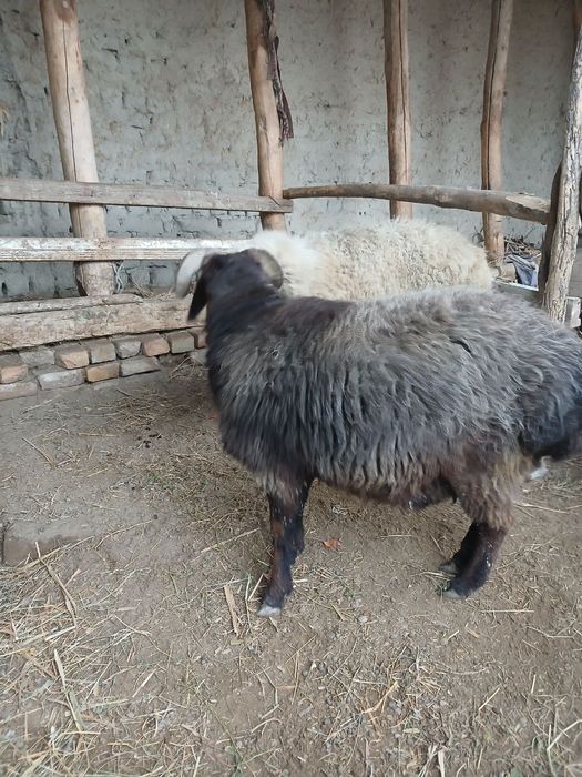 Бир нар Бир мода семиз баррала сотилади