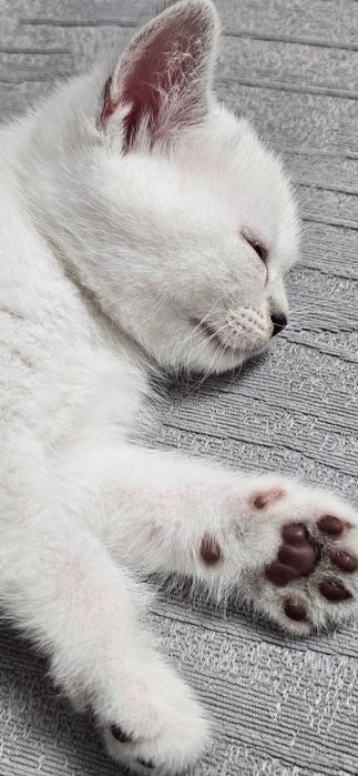 Британский котёнок