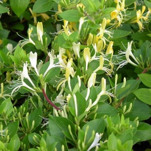 Caprifoi (Mâna Maicii Domnului)