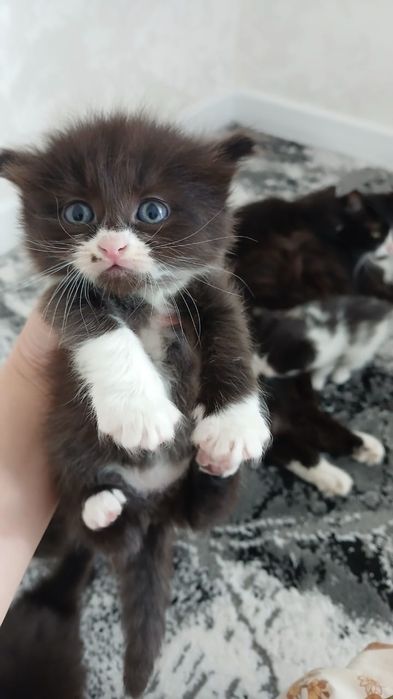 Отдаю Даром котят в добрые руки!