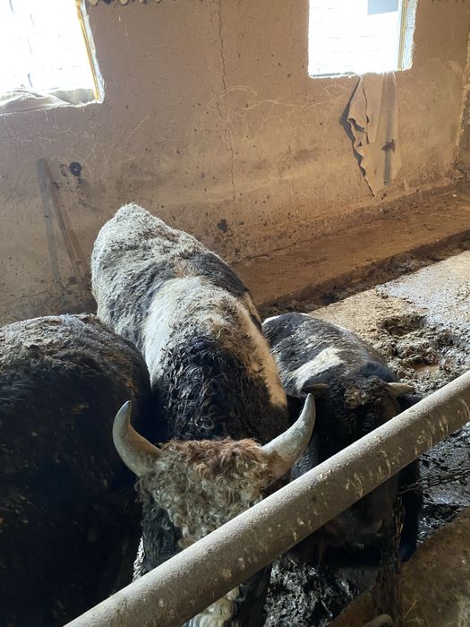 Бука сатылады.         .