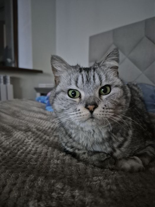 Пристраиваю кошечку