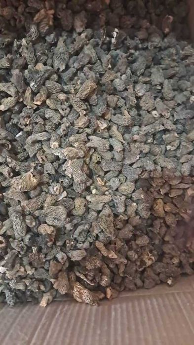 Продам Грибы сухие,Сморчки,шапочка