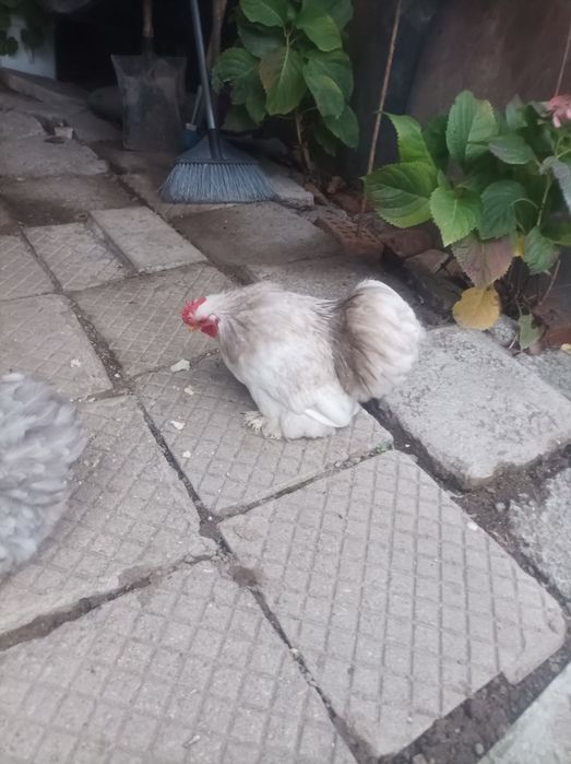 Мини кохин кокошки