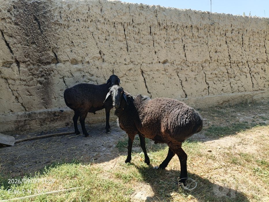 Quchqorlar sotiladi