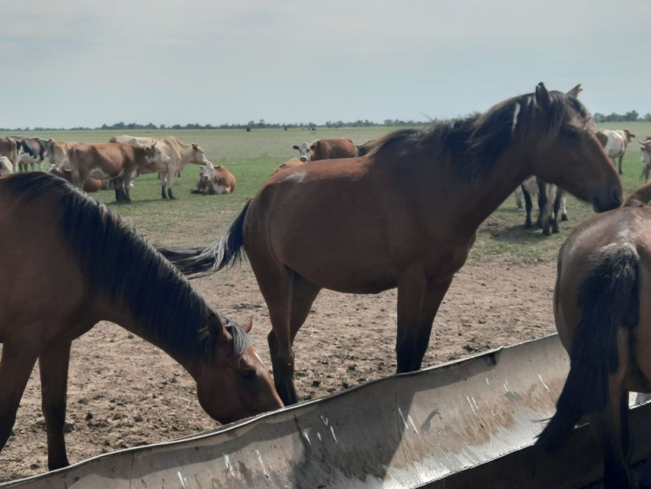 Сатылады Продам бие жас жуас