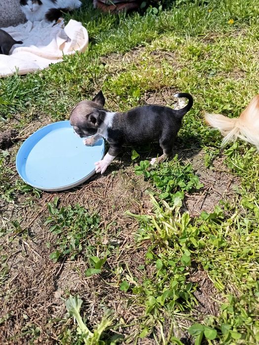 мини чихуахуа кученца