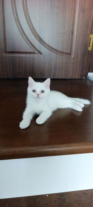 Britan mushukchalar Британские котята