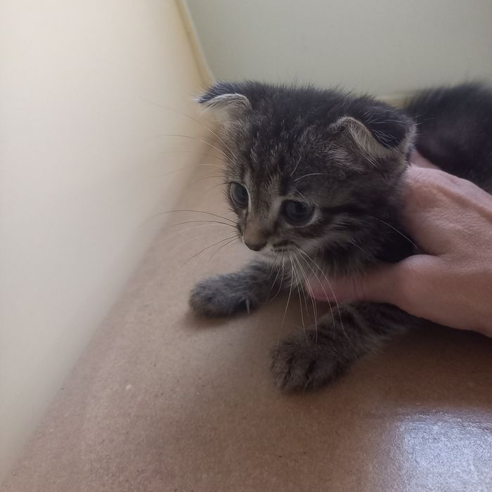 Вислоухий котёнок 1,5 мес мальчик