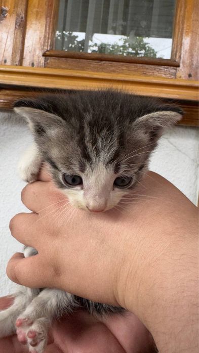 Котята отдам в хорошие руки