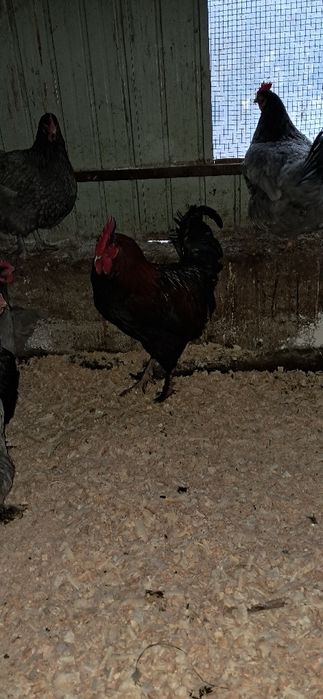 Gaini marans Onești Bacău