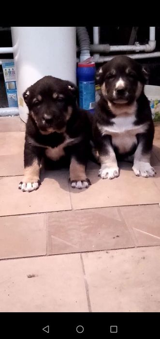 Продам щенков Тобета